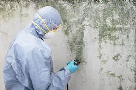 Why You Should Choose Our Mold Remediation Services in Ardmore, OK